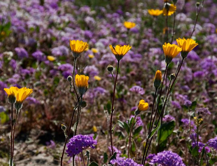 Sunflowers 1595.jpg - Copyright 2010 DonJacobson